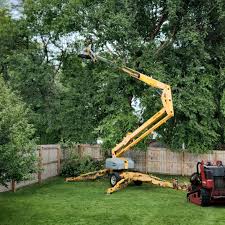 Best Lawn Disease Treatment  in Belle Mead, NJ