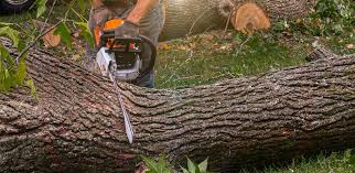 Best Lawn Mowing  in Belle Mead, NJ