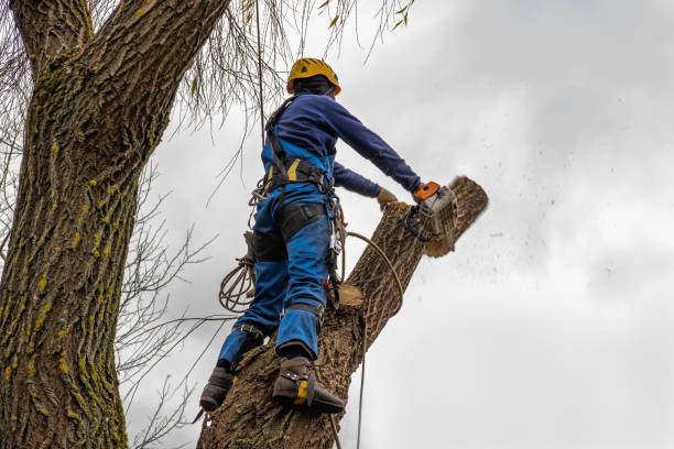 Best Tree Disease Treatment  in Belle Mead, NJ