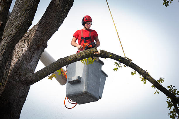 Best Hazardous Tree Removal  in Belle Mead, NJ