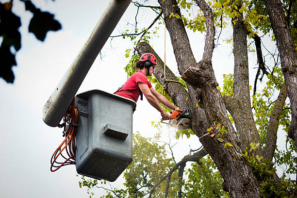 Best Seasonal Cleanup (Spring/Fall)  in Belle Mead, NJ